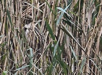 Citizen science event launched by Somerset Wildlife Trust