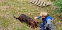 School’s dogs help confidence