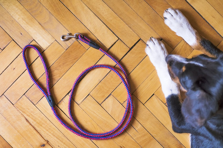 A local resident who was bitten by a dog twice on Dartmoor has urged people to keep their pets under control