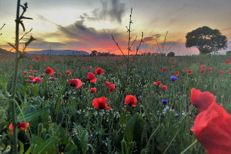 Sunset over poppy field near Dunster, sent in by Caroline Phillips