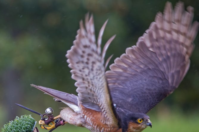 Bird of Prey in flight at Newton St Loe Farm Shop