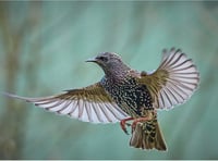 A good day out: starling murmuration at the Somerset Levels