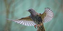 A good day out: starling murmuration at the Somerset Levels