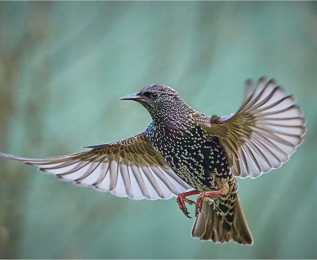 A good day out: starling murmuration at the Somerset Levels