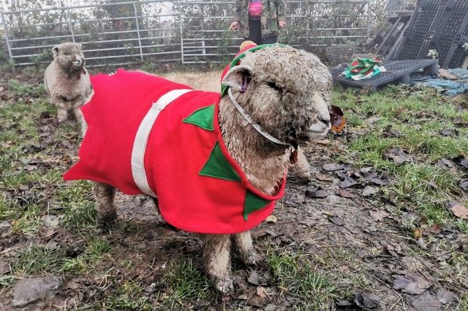 Special guest appearance from two local sheep dressed especially for the occasion! 