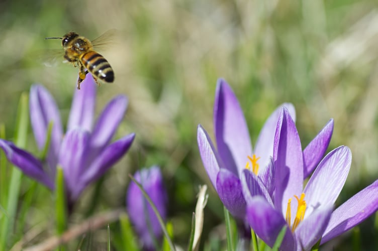 Bee on crocus lawn