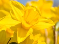 Norton Down say thanks to mothers with daffodils