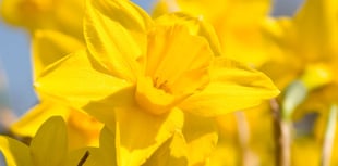 Norton Down say thanks to mothers with daffodils