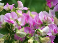 Growing and  showing Sweet Peas