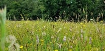 Search for grassland sites to transform into meadows