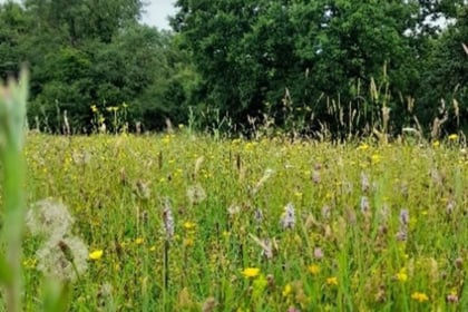 Search for grassland sites to transform into meadows