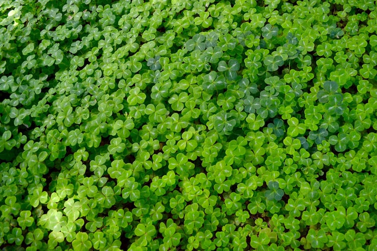 St Paddy's stock