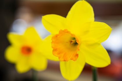 Norton Down Methodist Church presents ladies with spring flowers