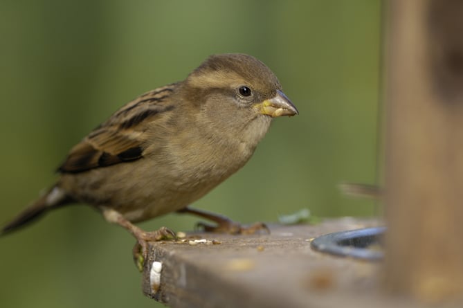 Female House sparrow perched on feeder.