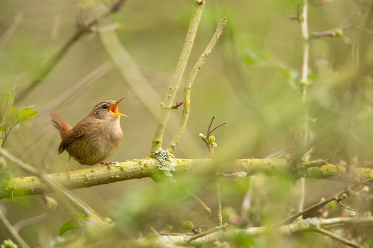 Eurasian wren Troglodytes troglodytes, adult male singing from bush, Bedfordshire, March