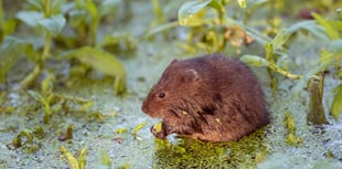 You can help water voles avoid extinction by surveying waterways