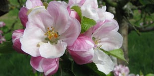 Celebrate orchard blossom, local produce and nature this April