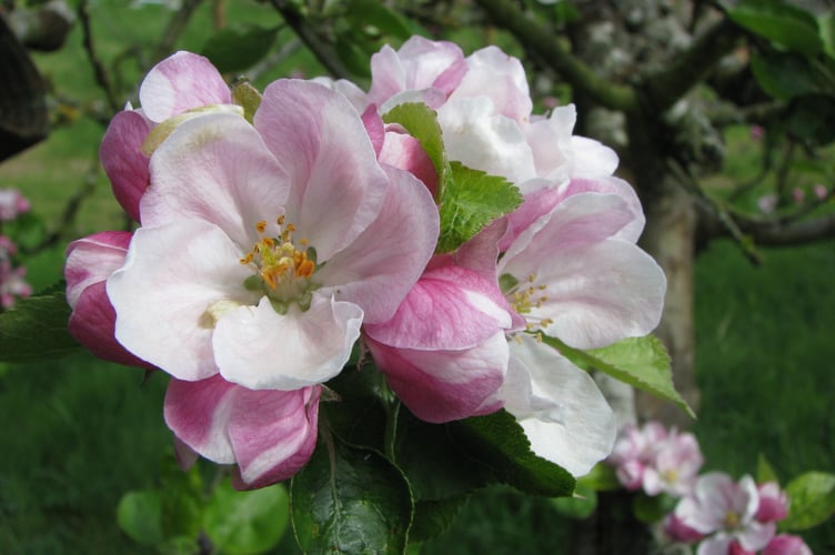 apple blossom