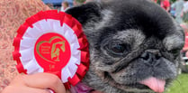 Paws-itive news: Peasedown PITP will hold dog show again