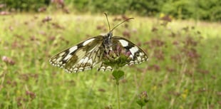 42,867 butterflies spotted