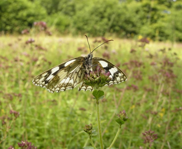 42,867 butterflies spotted