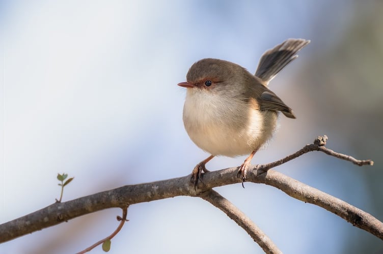 A bird on the tree.