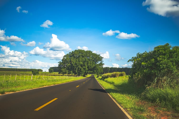 Long grass on road-side.