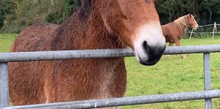 Horseworld cancel fundraiser