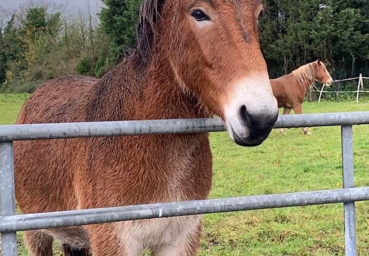 Horseworld storms