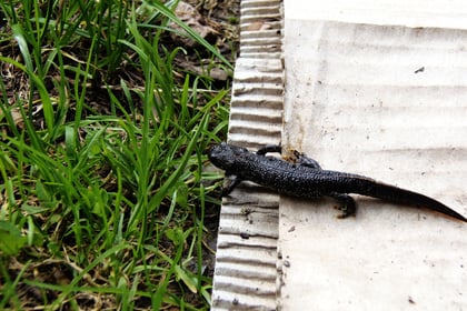 Great Crested Newts found