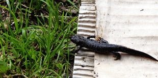 Great Crested Newts found