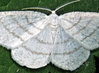 Mendip Gardening Club: How to attract moths to your garden