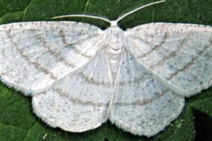 Mendip Gardening Club: How to attract moths to your garden