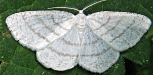 Mendip Gardening Club: How to attract moths to your garden