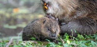 Baby beaver boom on Exmoor