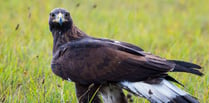 A Golden Eagle... in the Somer Centre?!