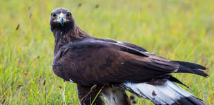 A Golden Eagle... in the Somer Centre?!