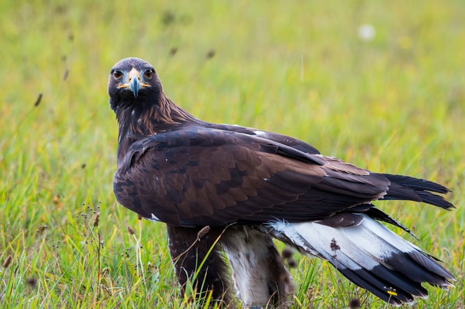 Golden Eagle