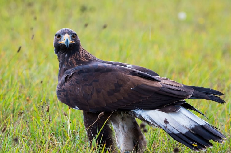 Golden Eagle