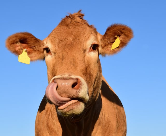 Cows causing chaos on footpath