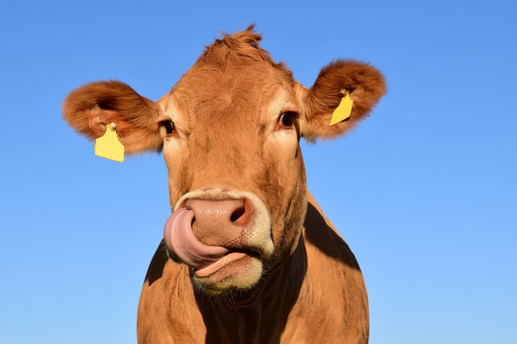 Cows causing chaos on footpath