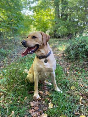 Can you help find this much-loved labrador?