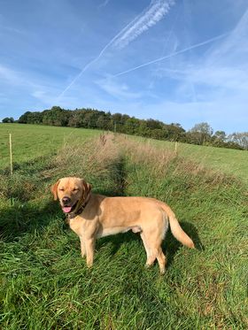 Can you help find the yellow labrador?