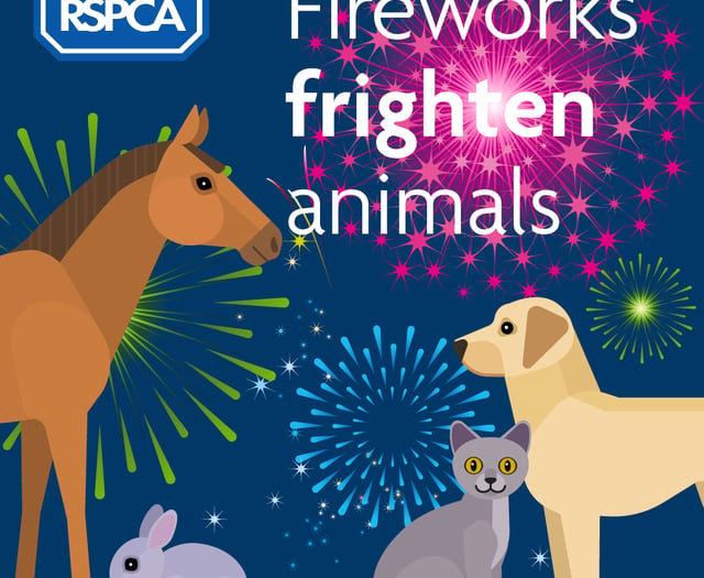 Ban the bangs: pleas for UK Government to limit fireworks