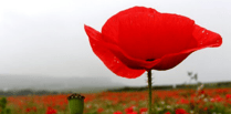 Paulton Parish Council inviting relatives to Remembrance Day service