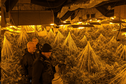 ‘Sophisticated’ cannabis factory found