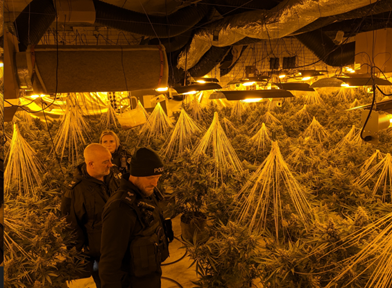 ‘Sophisticated’ cannabis factory found