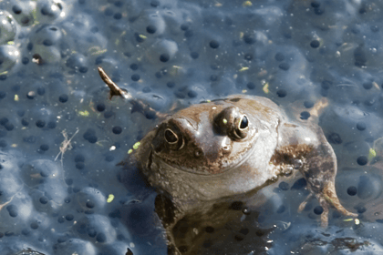 Protect frog and toad spawn
