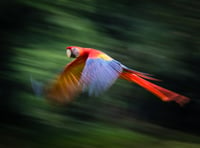 NRPS get inspired by 'breathtaking' South American rainforest snaps