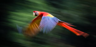 NRPS get inspired by 'breathtaking' South American rainforest snaps